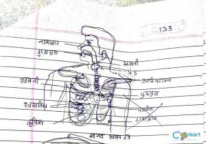 25 Most important diagrams, pictures in science of class 10th NCERT