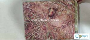 NCERT Biology 11th