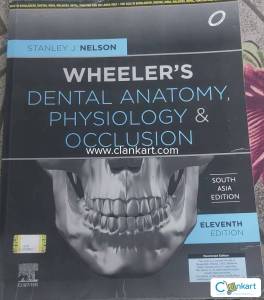 Wheelers dental anatomy