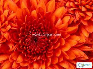 elementary english grammar and composition by goyal brothers prakashan